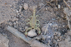 Chihuahuanus russelli