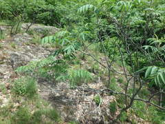 Phaeocalicium curtisii