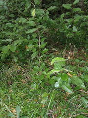 Trichocladus crinitus