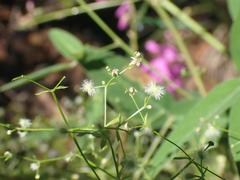 Galium wrightii