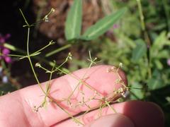 Galium wrightii