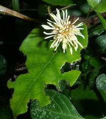 Trichocladus crinitus