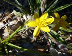 Hypoxis hemerocallidea