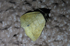 Isogona punctipennis