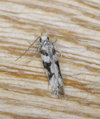 Coleotechnites atrupictella