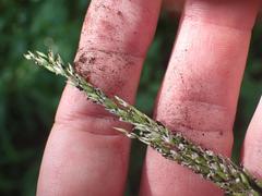 Eriochloa acuminata