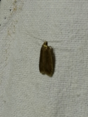 Acompsia cinerella