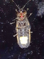 Photinus
