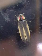 Photinus