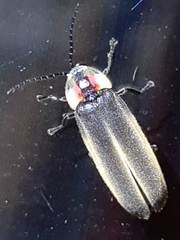 Photinus