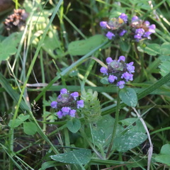 Prunella vulgaris