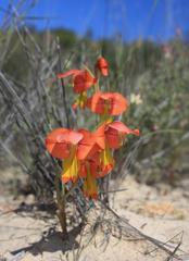 Gladiolus speciosus