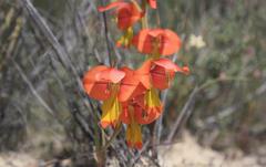 Gladiolus speciosus
