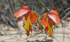Gladiolus speciosus