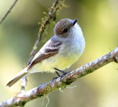 Myiarchus magnirostris