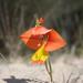 Gladiolus speciosus - Photo (c) Alan Horstmann, algunos derechos reservados (CC BY-NC), subido por Alan Horstmann