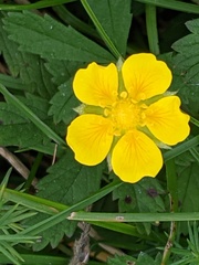Potentilla reptans