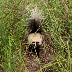 Mephitis mephitis nigra