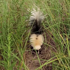 Mephitis mephitis nigra