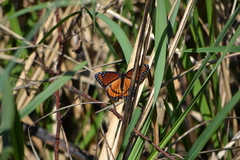 Limenitis archippus watsoni