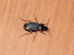 Chlaenius virgulifer