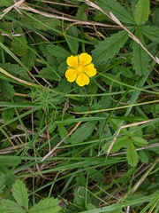 Potentilla reptans