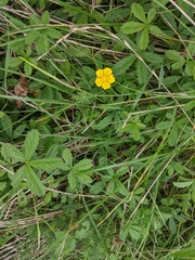 Potentilla reptans