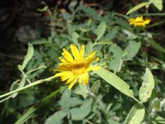 Heterotheca fulcrata