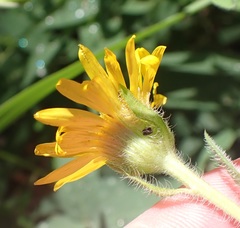 Heterotheca fulcrata