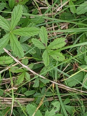 Potentilla reptans