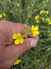 Diplotaxis tenuifolia
