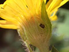 Heterotheca fulcrata