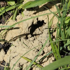 Procambarus steigmani