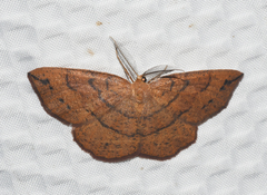Apodrepanulatrix liberaria