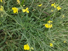 Diplotaxis tenuifolia