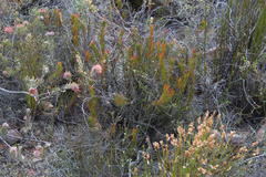 Protea subulifolia