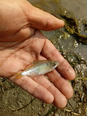 Bryconamericus iheringii