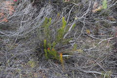 Protea subulifolia