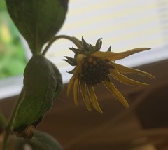 Helianthus