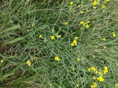 Diplotaxis tenuifolia