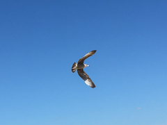 Larus