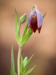 Calochortus purpureus