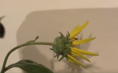 Helianthus