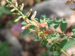 Indigofera sphaerocarpa