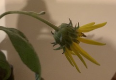 Helianthus