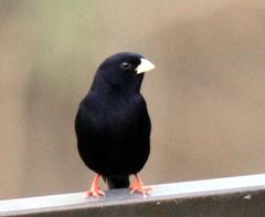 Vidua funerea funerea