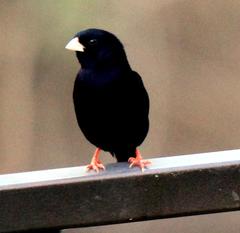 Vidua funerea funerea