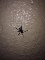 Cyrtopholis portoricae