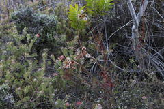 Serruria williamsii