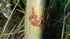 Cactoblastis cactorum